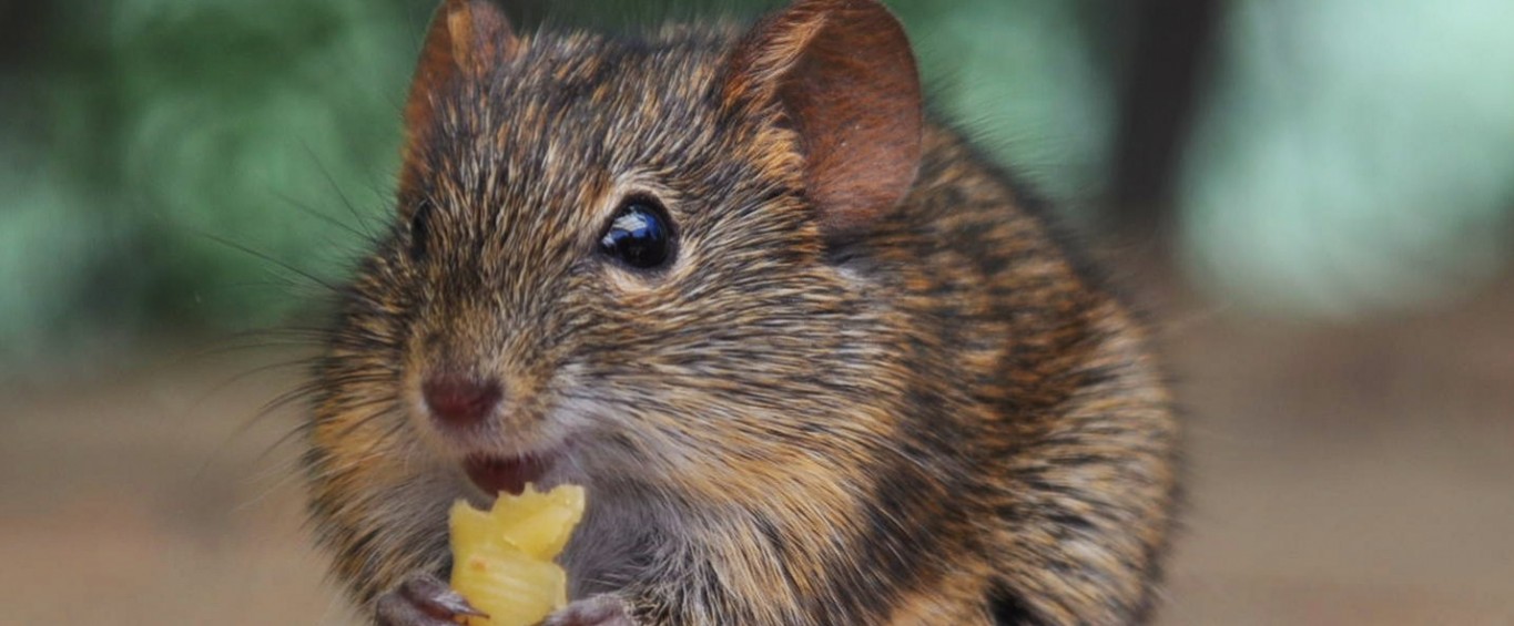 Of Mice and Smells PSL Explore