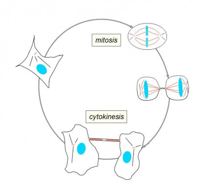 Description schématique du rôle du cytosquelette dans la division cellulaire