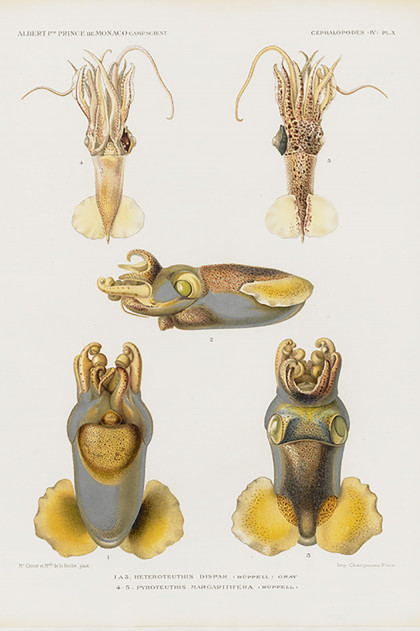 Céphalopodes - Fascicule 67, planche II, Monaco, 1924