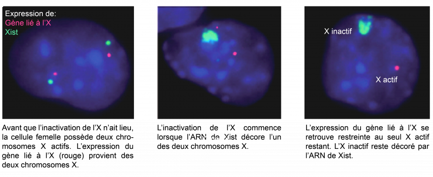 Inactivation du chromosome X par l’ARN Xist.