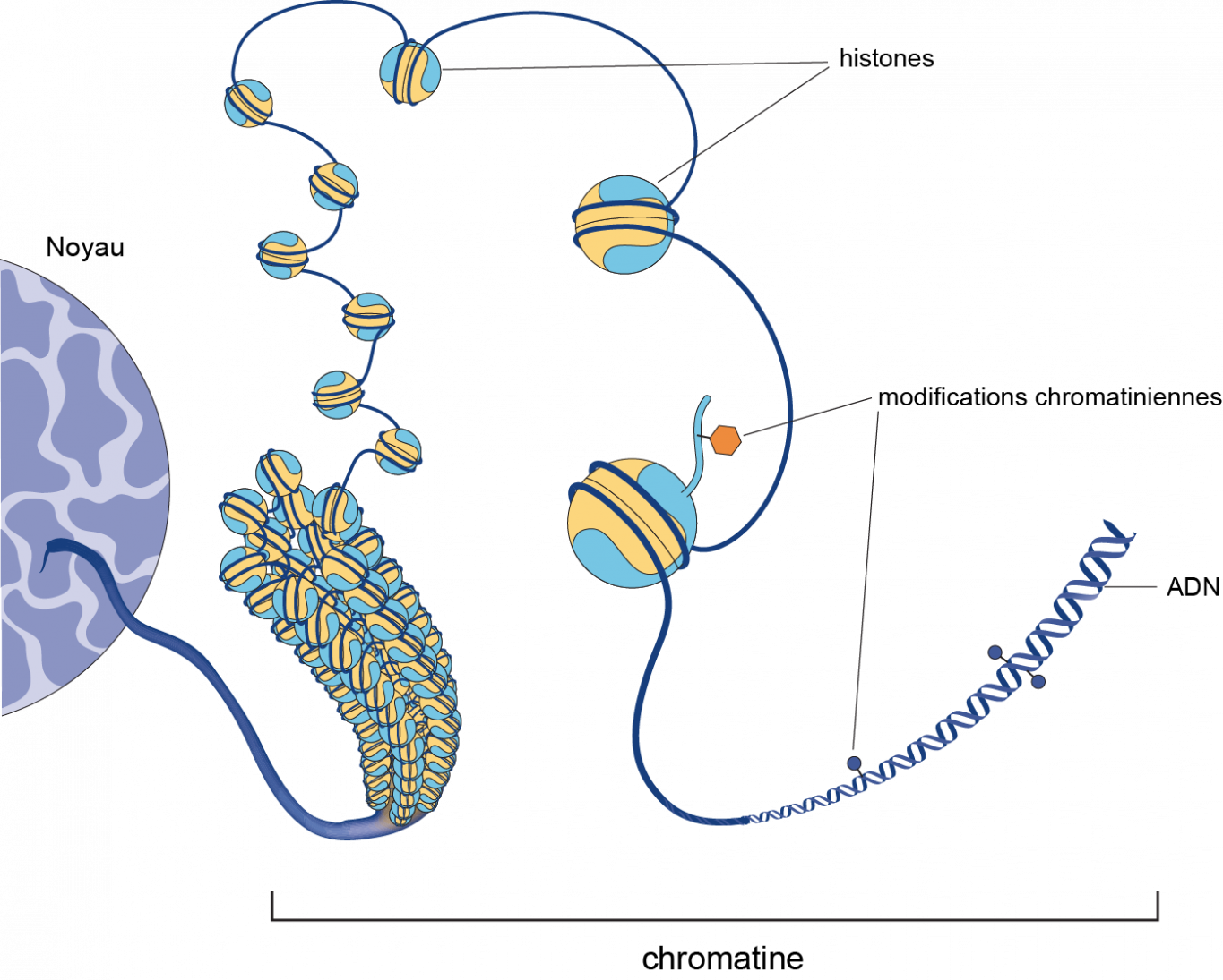 Mémoire cellulaire