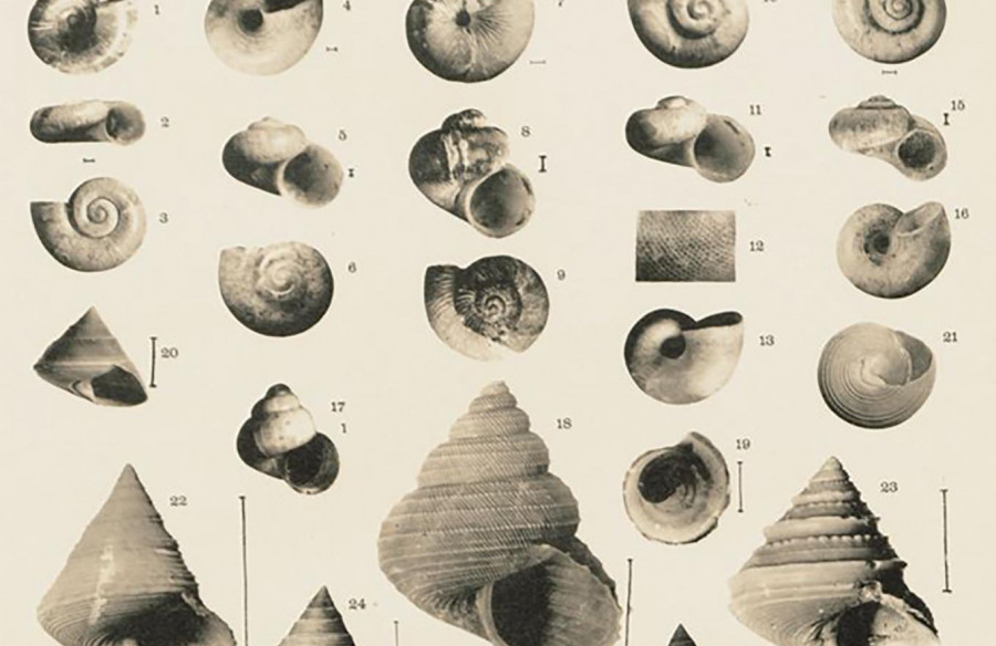 Campagnes scientifiques d'Albert Ier de Monaco, fascicule 72, PL.VI, 1927