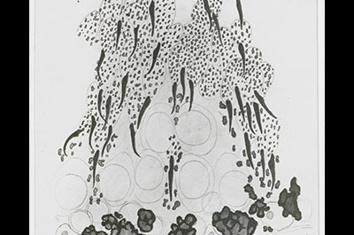 Dessin de Claudius Regaud