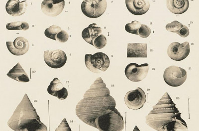 Campagnes scientifiques d'Albert Ier de Monaco, fascicule 72, PL.VI, 1927