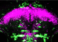 espci-neurones-illuminer