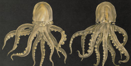 Céphalopodes - Fascicule 67, planche II, Monaco, 1924