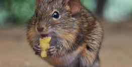 Of Mice and Smells